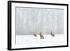 Brown Hare (Lepus Europaeus) Three Adults In Snow Covered Field During A Snow Fall, Derbyshire, UK-Andrew Parkinson-Framed Photographic Print