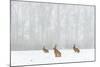 Brown Hare (Lepus Europaeus) Three Adults In Snow Covered Field During A Snow Fall, Derbyshire, UK-Andrew Parkinson-Mounted Photographic Print