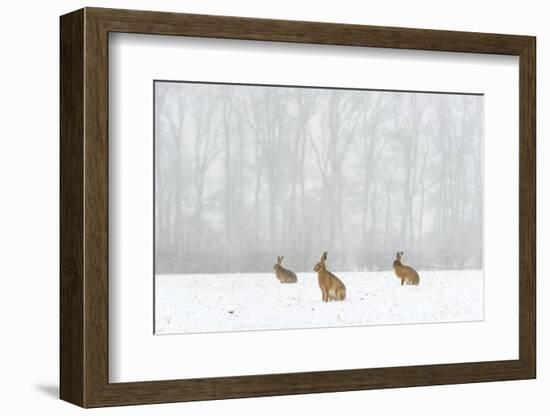 Brown Hare (Lepus Europaeus) Three Adults In Snow Covered Field During A Snow Fall, Derbyshire, UK-Andrew Parkinson-Framed Photographic Print