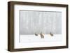 Brown Hare (Lepus Europaeus) Three Adults In Snow Covered Field During A Snow Fall, Derbyshire, UK-Andrew Parkinson-Framed Photographic Print