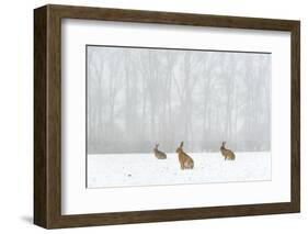 Brown Hare (Lepus Europaeus) Three Adults In Snow Covered Field During A Snow Fall, Derbyshire, UK-Andrew Parkinson-Framed Photographic Print