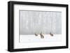 Brown Hare (Lepus Europaeus) Three Adults In Snow Covered Field During A Snow Fall, Derbyshire, UK-Andrew Parkinson-Framed Photographic Print