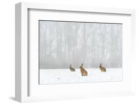 Brown Hare (Lepus Europaeus) Three Adults In Snow Covered Field During A Snow Fall, Derbyshire, UK-Andrew Parkinson-Framed Photographic Print