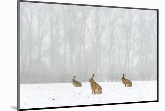 Brown Hare (Lepus Europaeus) Three Adults In Snow Covered Field During A Snow Fall, Derbyshire, UK-Andrew Parkinson-Mounted Photographic Print