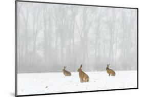 Brown Hare (Lepus Europaeus) Three Adults In Snow Covered Field During A Snow Fall, Derbyshire, UK-Andrew Parkinson-Mounted Photographic Print