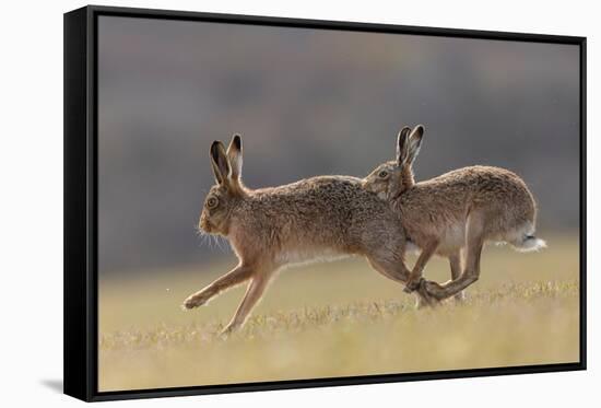 Brown hare male pursuing female in season, Islay, Scotland-null-Framed Stretched Canvas