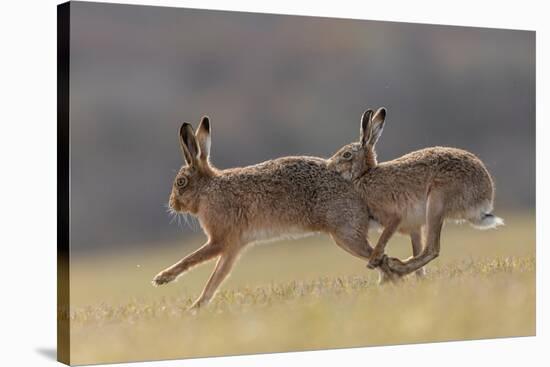 Brown hare male pursuing female in season, Islay, Scotland-null-Stretched Canvas