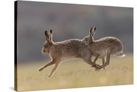 Brown hare male pursuing female in season, Islay, Scotland-null-Stretched Canvas