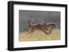 Brown hare male pursuing female in season, Islay, Scotland-null-Framed Photographic Print