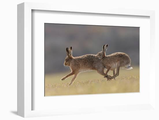 Brown hare male pursuing female in season, Islay, Scotland-null-Framed Photographic Print