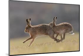 Brown hare male pursuing female in season, Islay, Scotland-null-Mounted Photographic Print