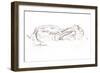 Brown hare reclining, 2012 (contepastel on paper)-David Mayer-Framed Giclee Print