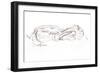 Brown hare reclining, 2012 (contepastel on paper)-David Mayer-Framed Giclee Print