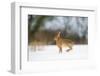 Brown hare skidding to a halt in a snow covered field, UK-Andrew Parkinson-Framed Photographic Print