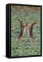 Brown Hares Two Boxing-null-Framed Stretched Canvas