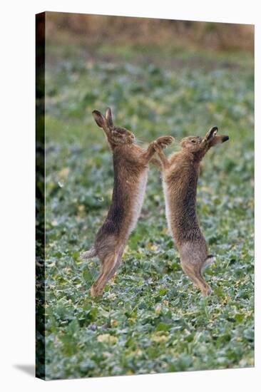 Brown Hares Two Boxing-null-Stretched Canvas