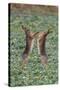 Brown Hares Two Boxing-null-Stretched Canvas