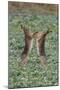 Brown Hares Two Boxing-null-Mounted Photographic Print