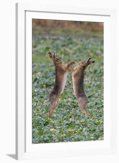 Brown Hares Two Boxing-null-Framed Photographic Print