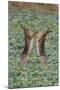 Brown Hares Two Boxing-null-Mounted Photographic Print