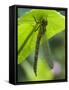 Brown Hawker Aeshna Dragonfly Newly Emerged Adult Sheltering from Rain, West Sussex, England, UK-Andy Sands-Framed Stretched Canvas