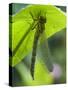 Brown Hawker Aeshna Dragonfly Newly Emerged Adult Sheltering from Rain, West Sussex, England, UK-Andy Sands-Stretched Canvas