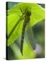 Brown Hawker Aeshna Dragonfly Newly Emerged Adult Sheltering from Rain, West Sussex, England, UK-Andy Sands-Stretched Canvas