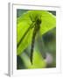 Brown Hawker Aeshna Dragonfly Newly Emerged Adult Sheltering from Rain, West Sussex, England, UK-Andy Sands-Framed Photographic Print