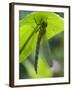 Brown Hawker Aeshna Dragonfly Newly Emerged Adult Sheltering from Rain, West Sussex, England, UK-Andy Sands-Framed Photographic Print