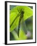 Brown Hawker Aeshna Dragonfly Newly Emerged Adult Sheltering from Rain, West Sussex, England, UK-Andy Sands-Framed Photographic Print