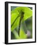 Brown Hawker Aeshna Dragonfly Newly Emerged Adult Sheltering from Rain, West Sussex, England, UK-Andy Sands-Framed Photographic Print