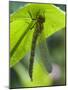 Brown Hawker Aeshna Dragonfly Newly Emerged Adult Sheltering from Rain, West Sussex, England, UK-Andy Sands-Mounted Photographic Print