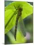 Brown Hawker Aeshna Dragonfly Newly Emerged Adult Sheltering from Rain, West Sussex, England, UK-Andy Sands-Mounted Photographic Print