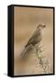 Brown-Headed Cowbird Female-null-Framed Stretched Canvas