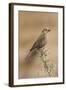 Brown-Headed Cowbird Female-null-Framed Photographic Print