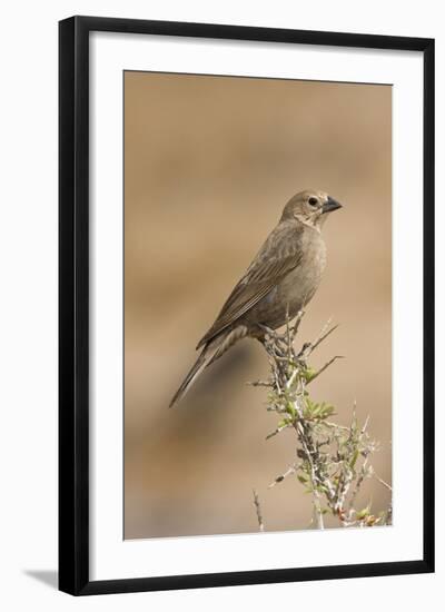 Brown-Headed Cowbird Female-null-Framed Photographic Print