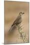 Brown-Headed Cowbird Female-null-Mounted Photographic Print