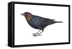 Brown-Headed Cowbird (Molothrus Ater), Birds-Encyclopaedia Britannica-Framed Stretched Canvas