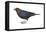 Brown-Headed Cowbird (Molothrus Ater), Birds-Encyclopaedia Britannica-Framed Stretched Canvas