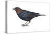 Brown-Headed Cowbird (Molothrus Ater), Birds-Encyclopaedia Britannica-Stretched Canvas