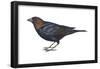 Brown-Headed Cowbird (Molothrus Ater), Birds-Encyclopaedia Britannica-Framed Poster