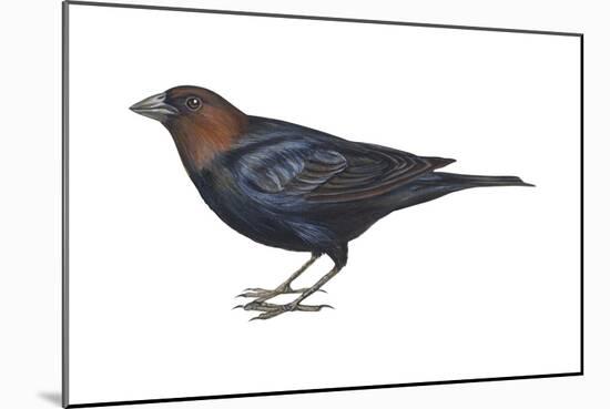 Brown-Headed Cowbird (Molothrus Ater), Birds-Encyclopaedia Britannica-Mounted Poster