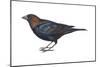 Brown-Headed Cowbird (Molothrus Ater), Birds-Encyclopaedia Britannica-Mounted Poster