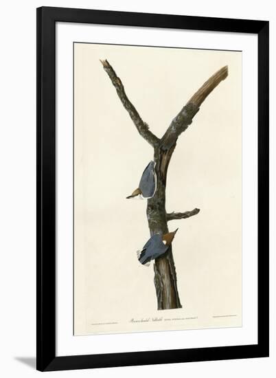 Brown Headed Nuthatch-null-Framed Giclee Print