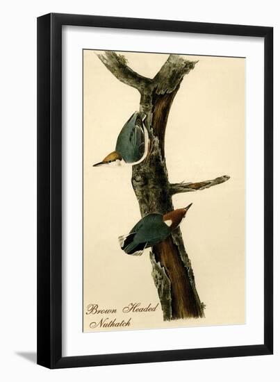 Brown Headed Nuthatch-John James Audubon-Framed Art Print