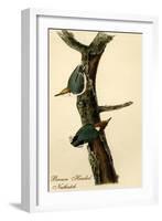 Brown Headed Nuthatch-John James Audubon-Framed Art Print