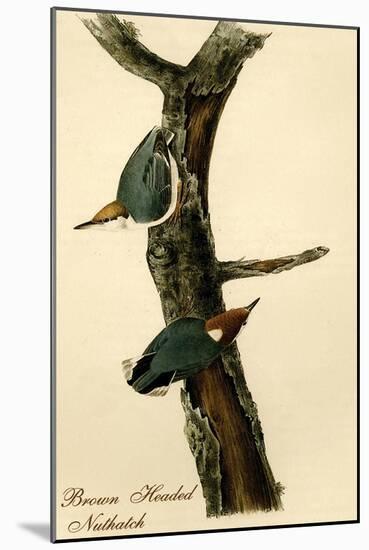 Brown Headed Nuthatch-John James Audubon-Mounted Art Print