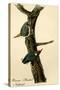 Brown Headed Nuthatch-John James Audubon-Stretched Canvas