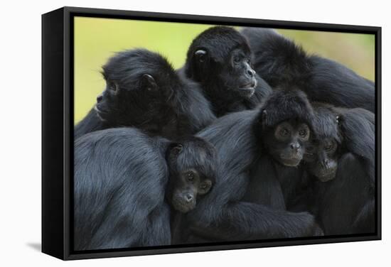 Brown Headed Spider Monkey (Ateles Fusciceps) Group Resting Together-Edwin Giesbers-Framed Stretched Canvas