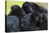 Brown Headed Spider Monkey (Ateles Fusciceps) Group Resting Together-Edwin Giesbers-Stretched Canvas